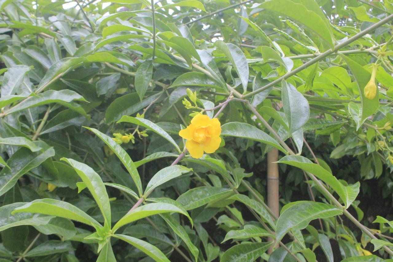 Umah De Arlika Ubud Zewnętrze zdjęcie